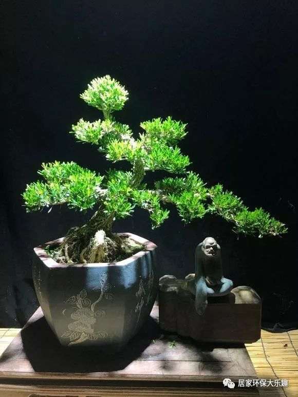 如何制作临水式雀舌黄杨盆景造型?