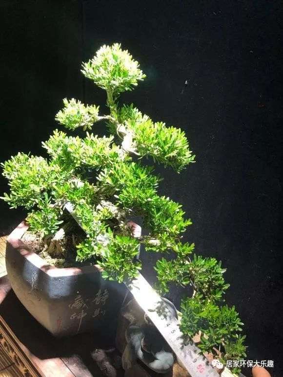 如何制作临水式黄杨盆景造型