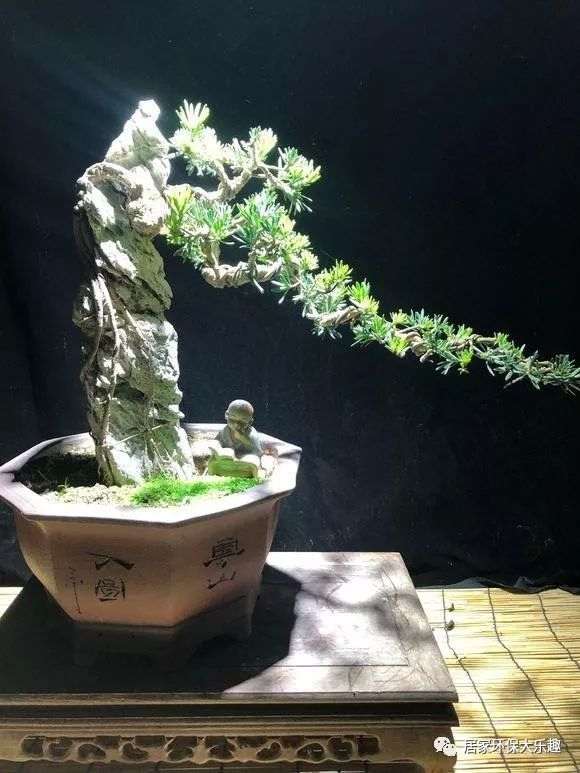 如何制作雀舌罗汉松附石盆景？