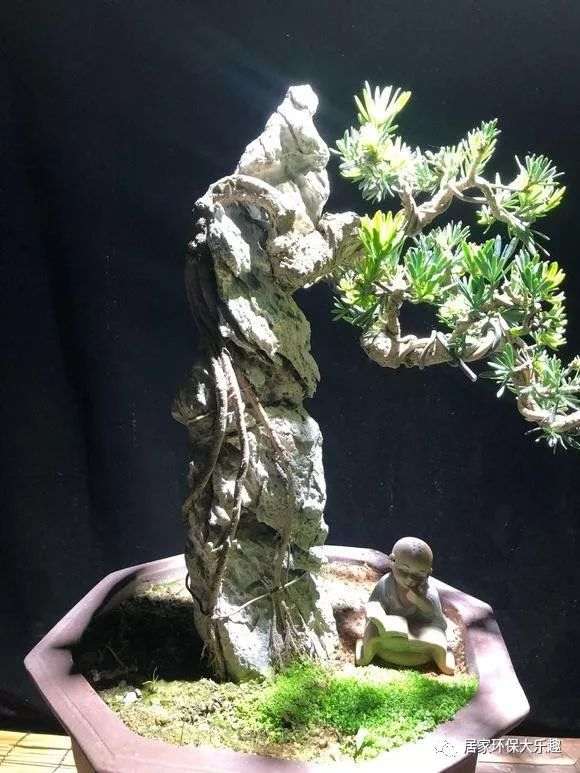 如何制作雀舌罗汉松附石盆景？