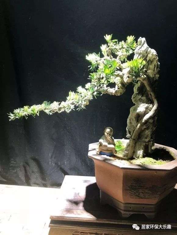 如何制作雀舌罗汉松附石盆景