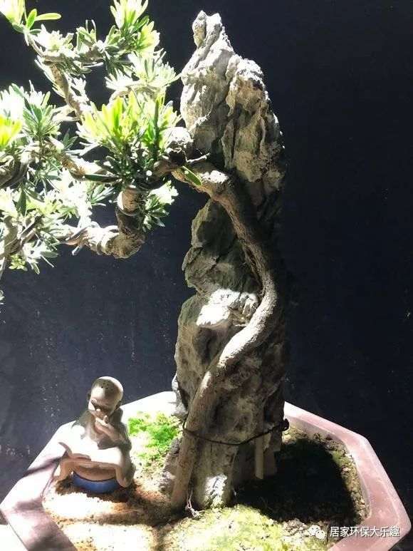 如何制作雀舌罗汉松附石盆景？