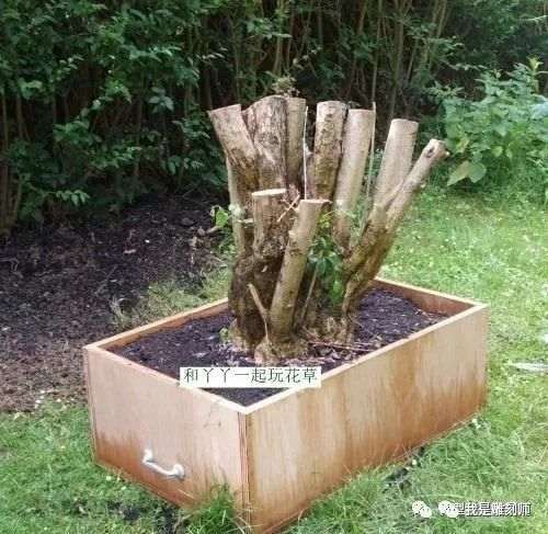 图解 2009年挖的女贞怎么制作成盆景的全过程