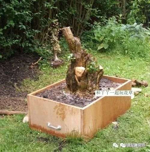 图解 2009年挖的女贞怎么制作成盆景的全过程