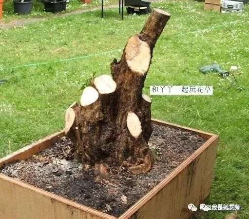 图解 2009年挖的女贞怎么制作成盆景的全过程