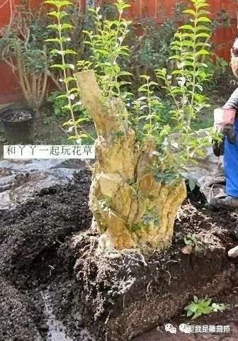 图解 2009年挖的女贞怎么制作成盆景的全过程