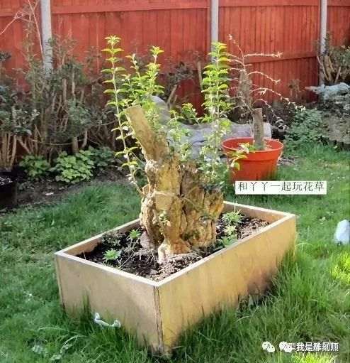 图解 2009年挖的女贞怎么制作成盆景的全过程