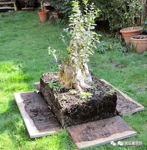 图解 2009年挖的女贞怎么制作成盆景的全过程