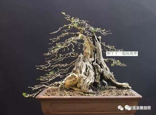 图解 2009年挖的女贞怎么制作成盆景的全过程