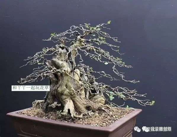 图解 2009年挖的女贞怎么制作成盆景的全过程