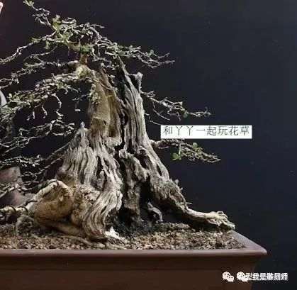 图解 2009年挖的女贞怎么制作成盆景的全过程