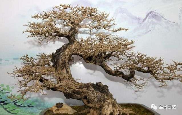 盆景桩材分析 野生桩怎么玩 矮霸怎么养