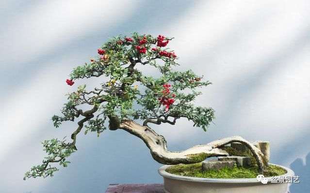 盆景桩材分析 野生桩怎么玩 矮霸怎么养