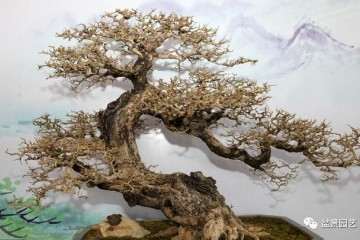 盆景桩材分析 野生桩怎么玩 老桩矮霸怎么养