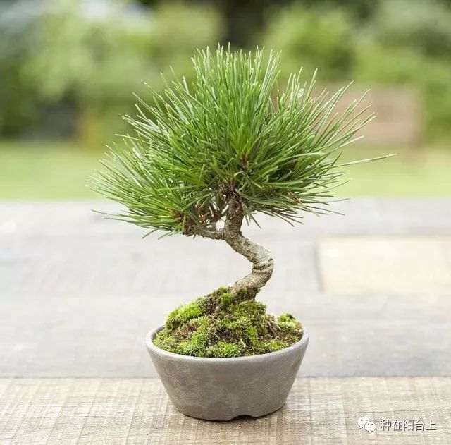 盆景重在剪 你可知如何剪？按这6个步骤