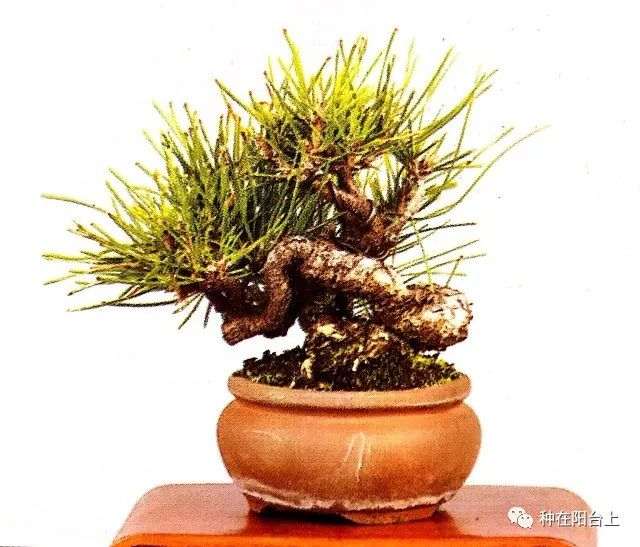 盆景重在剪 你可知如何剪？按这6个步骤