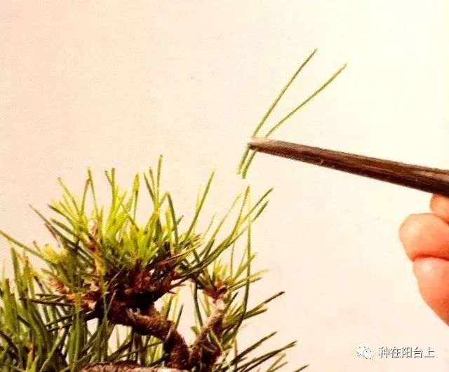 盆景重在剪 你可知如何剪？按这6个步骤