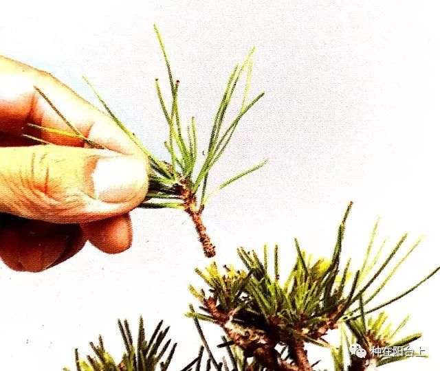 盆景重在剪 你可知如何剪？按这6个步骤