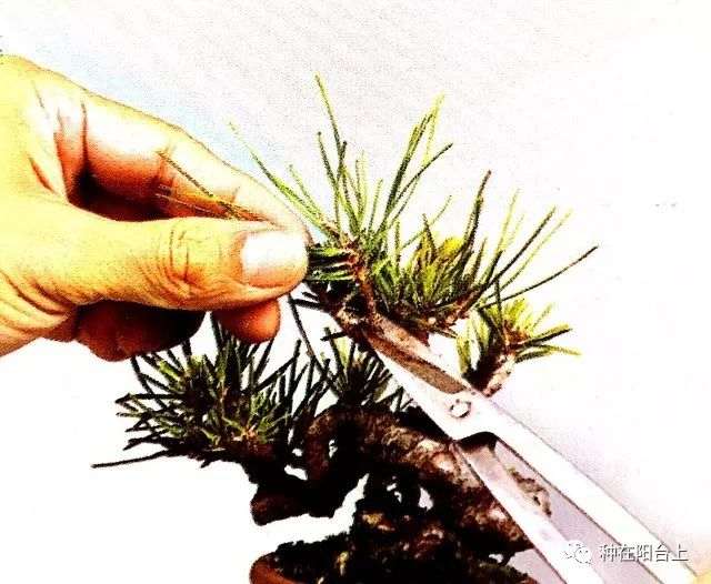 盆景重在剪 你可知如何剪？按这6个步骤