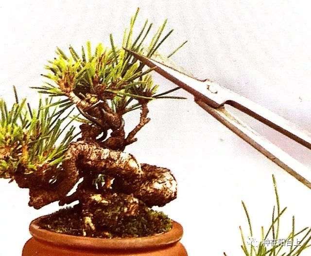 盆景重在剪 你可知如何剪？按这6个步骤