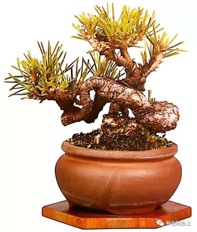 盆景重在剪 你可知如何剪？按这6个步骤