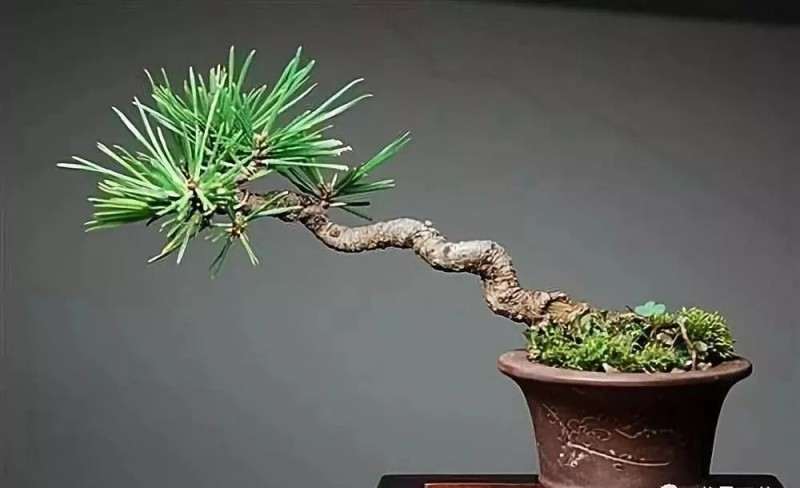 如何才能由浅入深的让盆景进入青春期?
