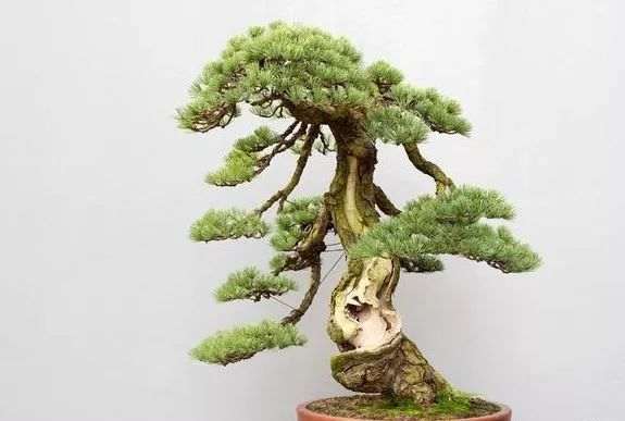 如何才能由浅入深的让盆景进入青春期?