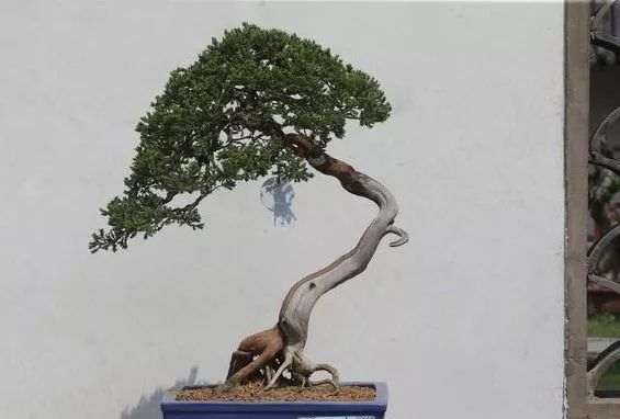 如何才能由浅入深的让盆景进入青春期