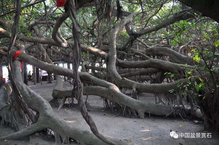 图解 以榕树盆景实证新的盆景制作流程