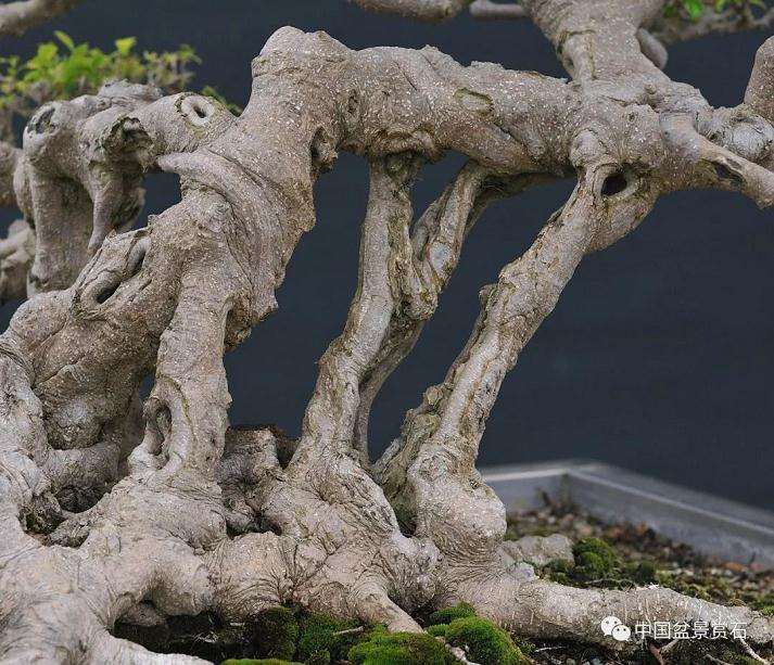图解 以榕树盆景实证新的盆景制作流程