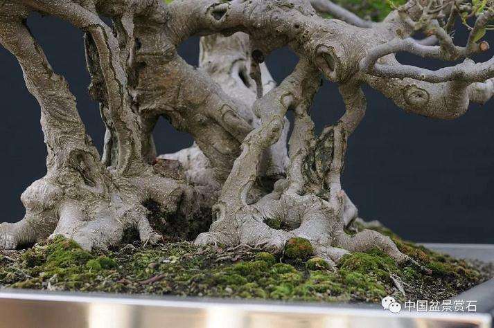 图解 以榕树盆景实证新的盆景制作流程