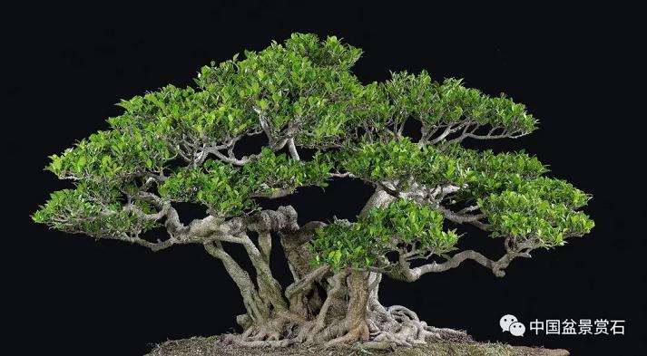 图解 以榕树盆景实证新的盆景制作流程