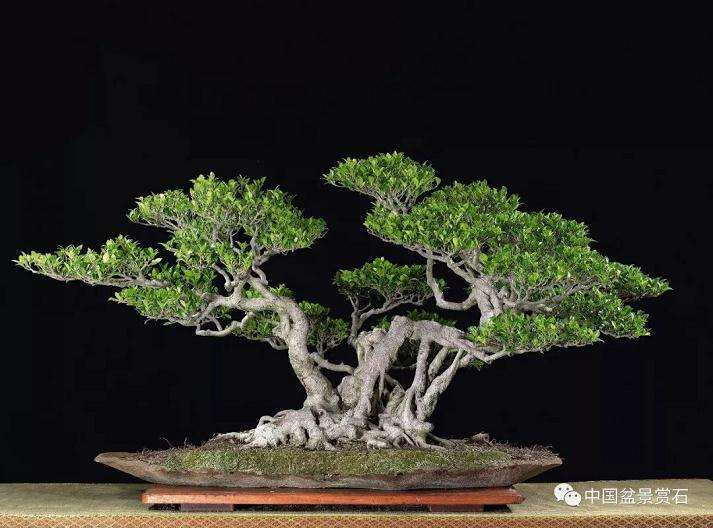 图解 以榕树盆景实证新的盆景制作流程