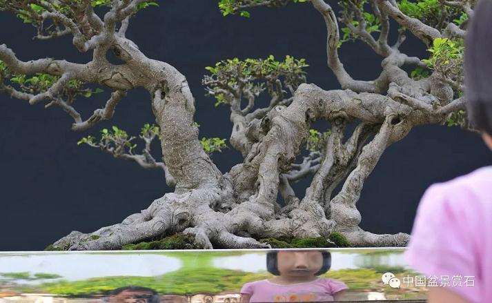 图解 以榕树盆景实证新的盆景制作流程