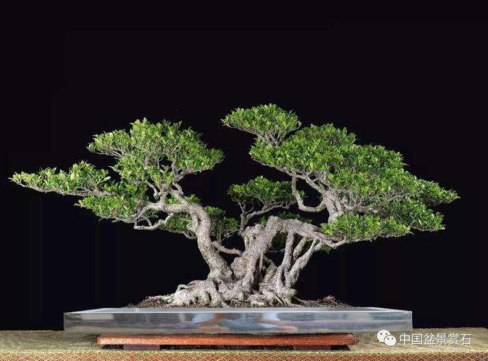 图解 以榕树盆景实证新的盆景制作流程