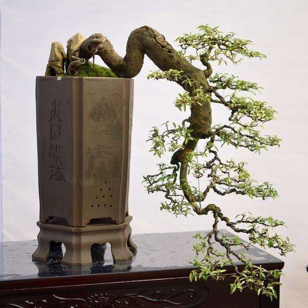 现阶段盆景主流制作的6个流程