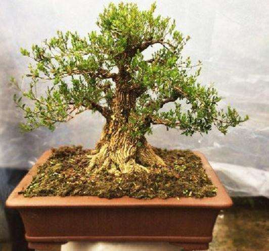 现阶段盆景主流制作的6个流程