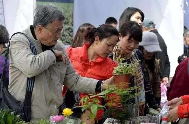 买盆景小心陷入价格误区