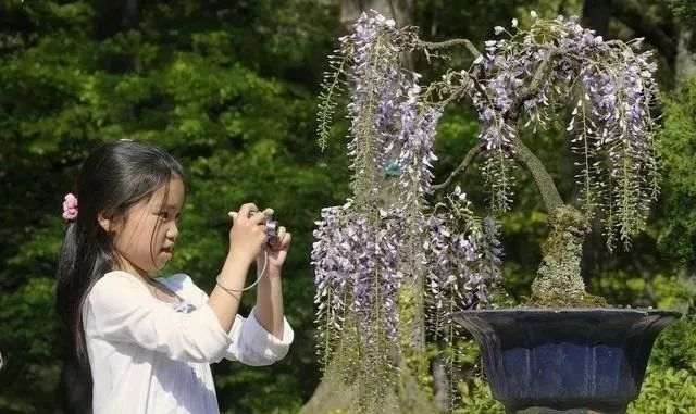 买盆景小心陷入价格误区