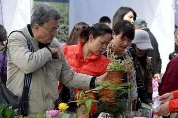 买盆景小心陷入价格误区