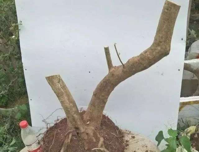 怎么选择好养活的下山桩 有方法么 图片