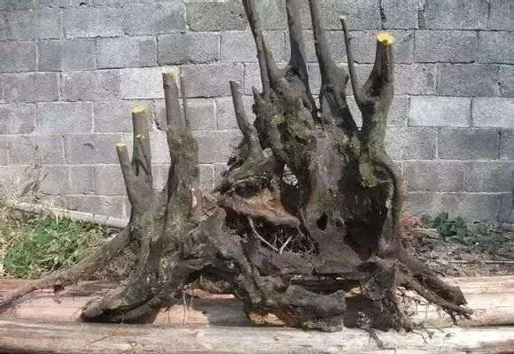 玩盆景 如何选择好下山桩