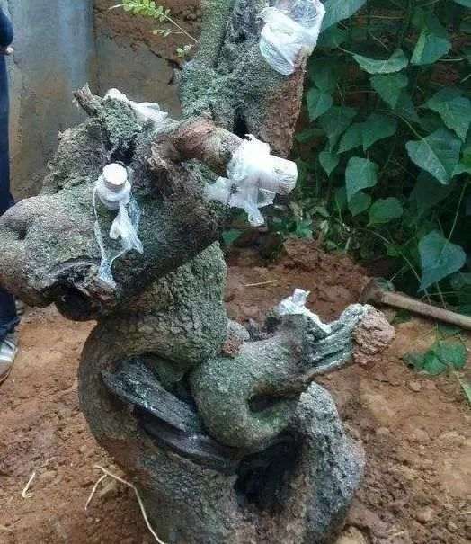 玩盆景 如何选择好下山桩