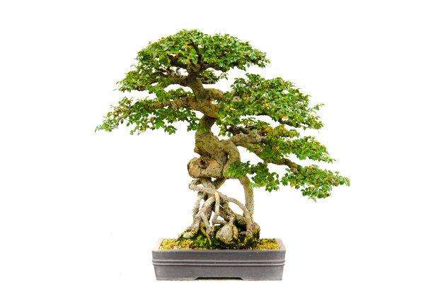 港沿镇黄杨协会开展黄杨盆景技术培训