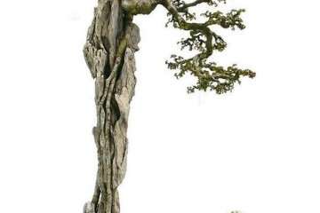 茂名老干活动中心盆景协会举办20周年庆典