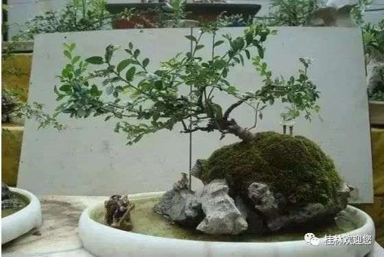 成为盆景80后 最后生活的怎么样了