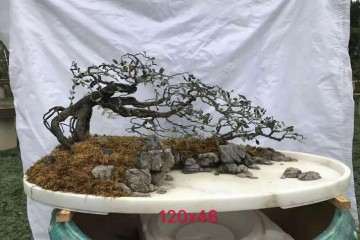 鹤山市盆景协会进行参观学习活动