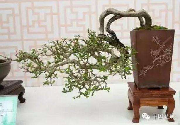  泰安东韦花卉盆景批发中心