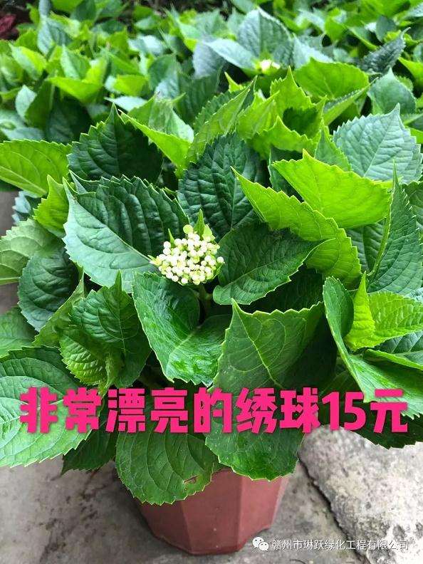 赣州茶亭琳跃大型花卉盆景批发基地