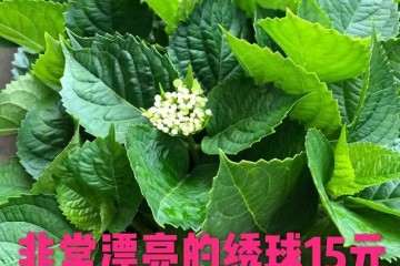 赣州茶亭琳跃大型花卉盆景批发基地